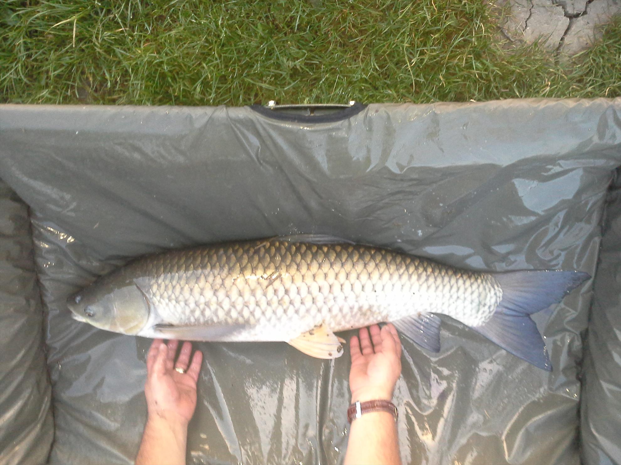 Pescuit la crap - 201304270620081.jpg